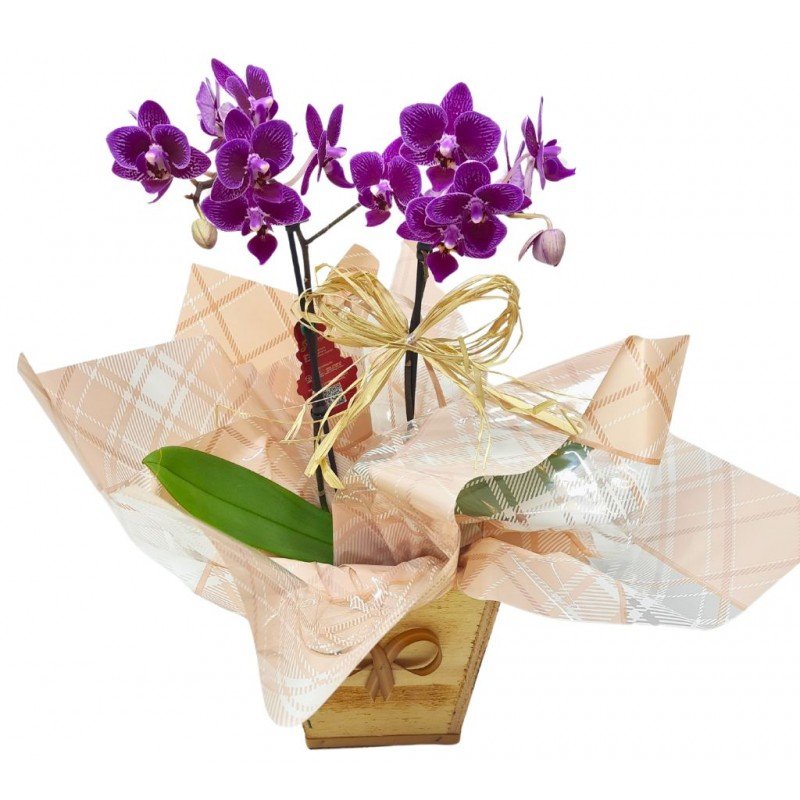 Mini Orquídea Phalaenopsis 2 Hastes Pote 9 "Cor variada"